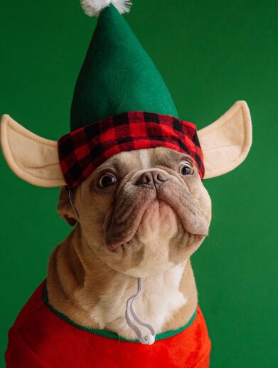 floo christmas 2022 // floo.Magazin