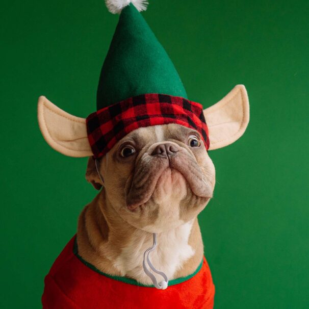 floo christmas 2022 // floo.Magazin